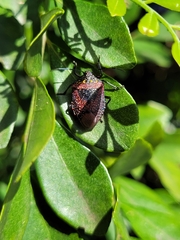 Pentatomini