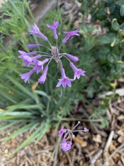 Tulbaghia violacea