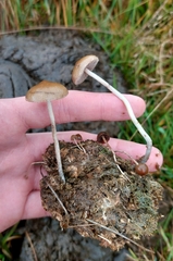 Psilocybe fimetaria