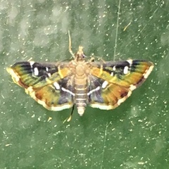 Diathrausta