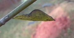 Eurema blanda