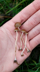 Psilocybe fimetaria