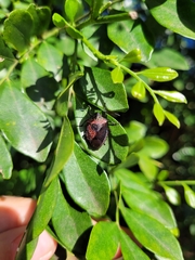 Pentatomini