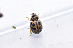 Tytthaspis sedecimpunctata