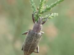 Megamecus variegatus