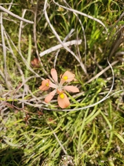 Moraea papilionacea