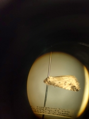 Maliattha synochitis