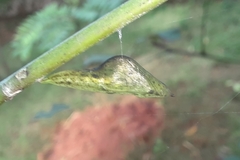 Eurema blanda