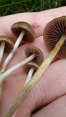 Psilocybe fimetaria
