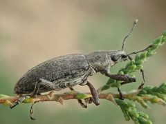 Megamecus variegatus