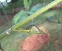 Eurema blanda