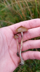 Psilocybe fimetaria