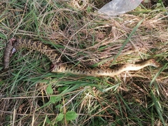 Crotalus ehecatl