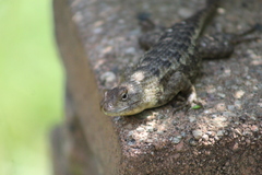 Sceloporus