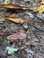 Cantharellula umbonata