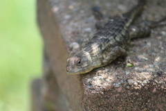 Sceloporus