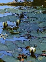 Nymphaea alba