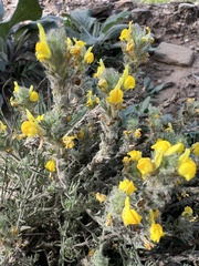 Linaria supina