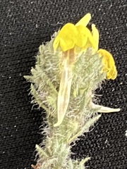 Linaria supina