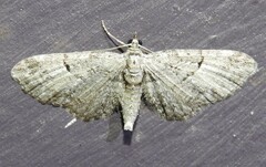 Eupithecia interruptofasciata