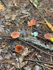 Laccaria laccata