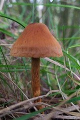 Cortinarius semisanguineus