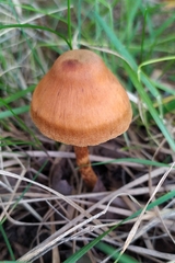 Cortinarius semisanguineus