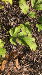 Actaea