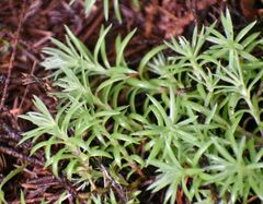 Saxifraga bronchialis
