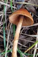 Cortinarius semisanguineus