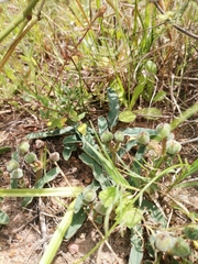 Euphorbia tuberosa
