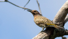 Colaptes auratus luteus