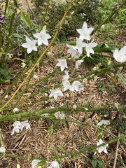 Campanula pyramidalis