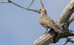 Colaptes auratus luteus