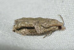 Proteoteras crescentana