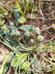 Euphorbia tuberosa
