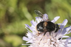 Eristalis intricaria