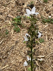 Campanula pyramidalis