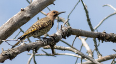 Colaptes auratus luteus