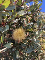 Eucalyptus conferruminata