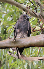 Macheiramphus alcinus anderssoni