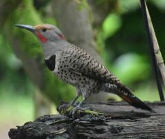 Colaptes auratus luteus × cafer