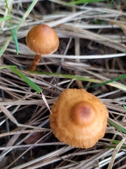 Cortinarius semisanguineus