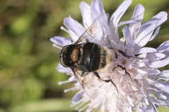 Eristalis intricaria