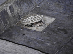 Malayopython reticulatus