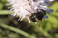 Eristalis intricaria