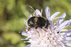 Eristalis intricaria