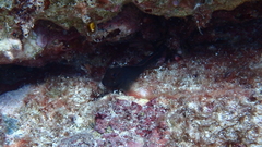 Ophioblennius atlanticus