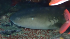 Ginglymostoma cirratum