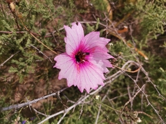 Monsonia speciosa